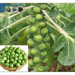 20hạt bắp cải tí hon mini