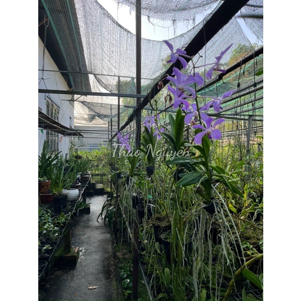 Mokara lai Vanda Màu Tím Huế Cho Hoa Quanh Năm