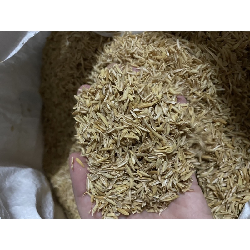 VỎ TRẤU TƯƠI 1 túi đầy khoảng 1kg dùng trộn đất trồng cây. Dùng làm giá thể trồng cây