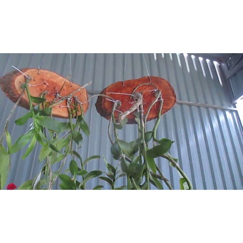 Giá thể - Gỗ nhãn ghép lan rừng 15-22cm