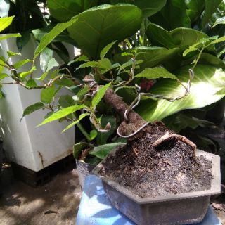 Cây Sung Bonsai
