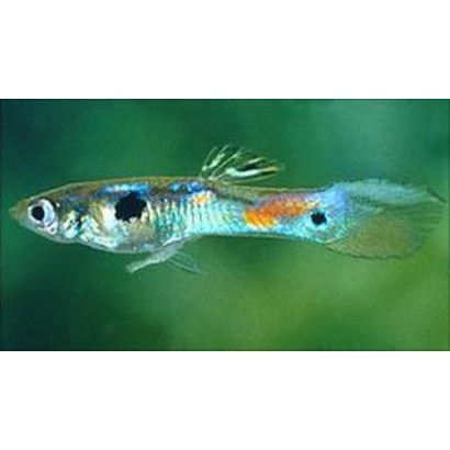 7 màu rừng ( 1 cặp )