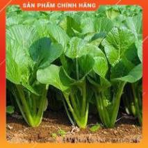 HẠT GIỐNG CẢI NGỌT CỌNG XANH CAO SẢN
