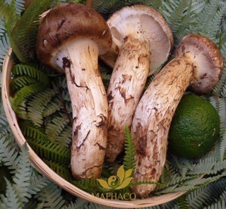 Nấm tùng nhung ( hầm canh, hầm gà, hầm chim câu)