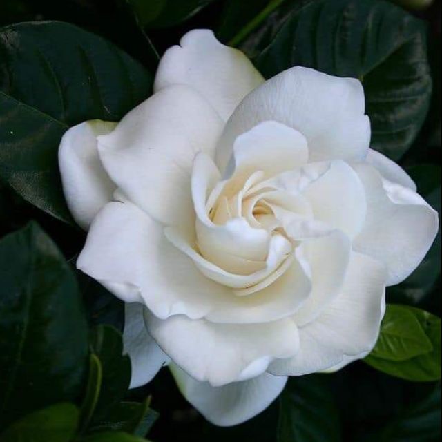 20 Hạt hoa dành dành, bạch thiên hương, hoa nở to, toả hương thơm ngào ngạt, cây hoa cảnh trang trí sân vườn