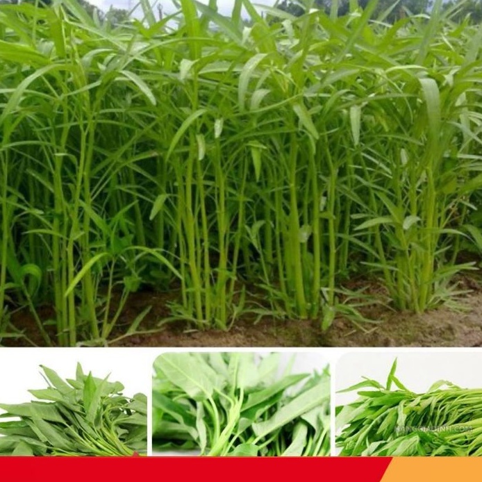 Hạt giống rau muống lá tre gói 50gr