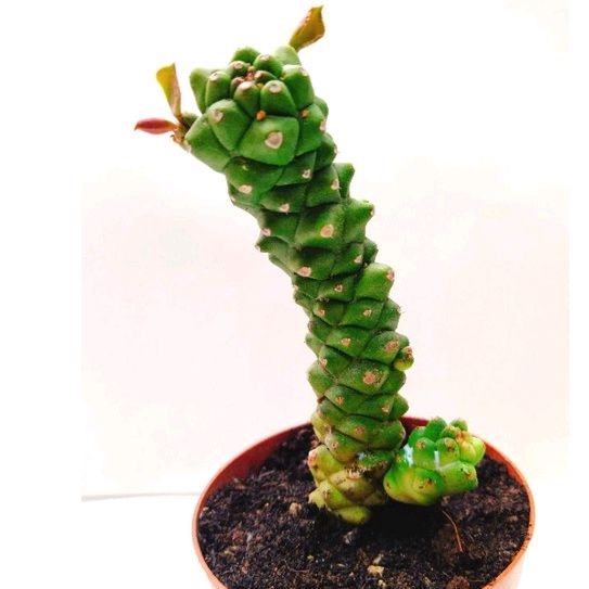 Xương rồng euphoria