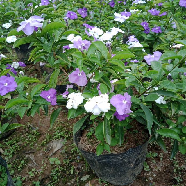 Cây nhài nhật