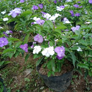 Cây nhài nhật