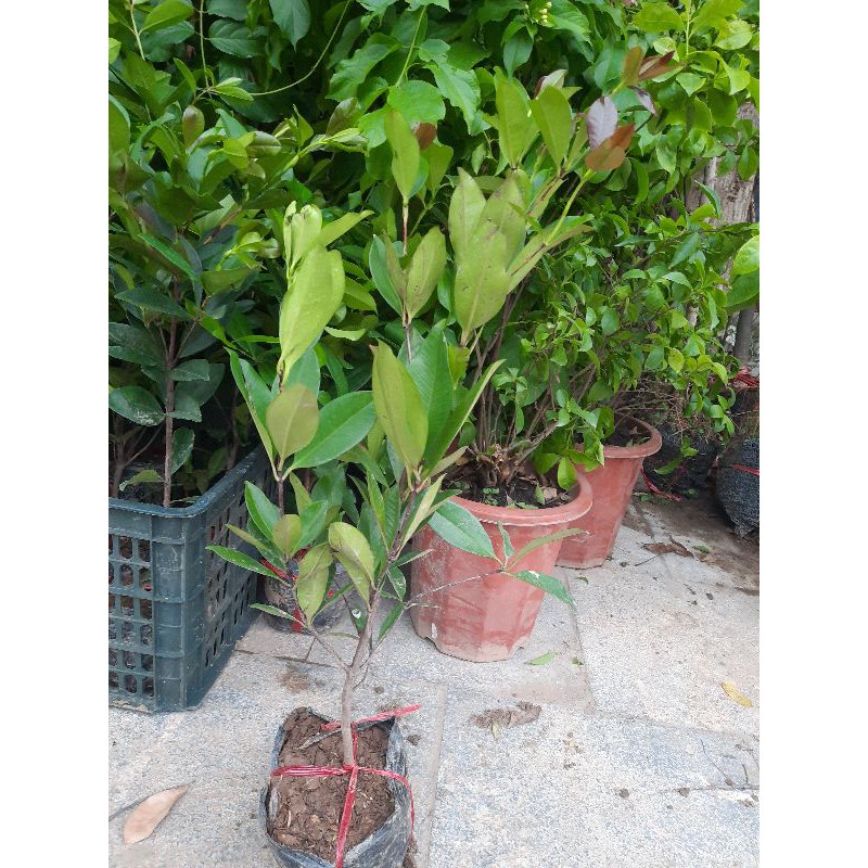 [ Cây giống] Cherry Brazil cây cao 40 -50cm