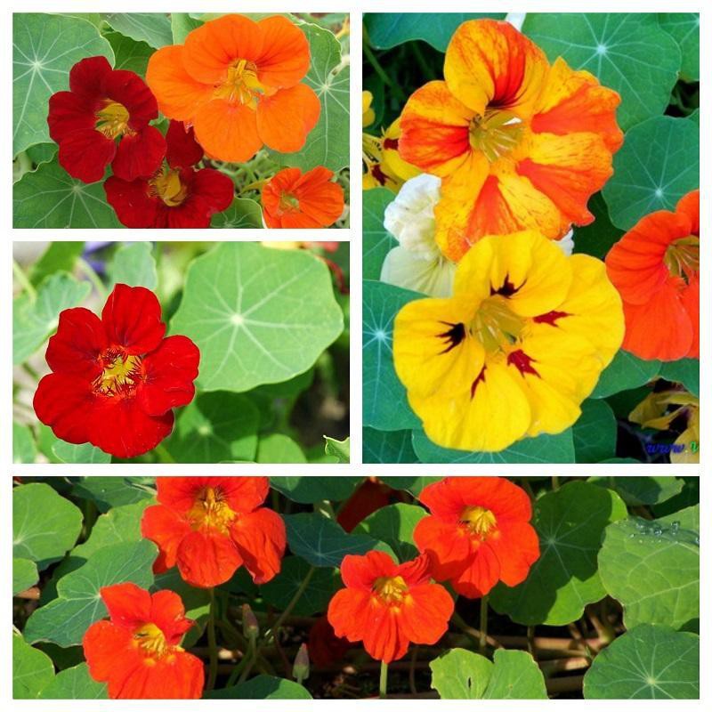 Hạt giống hoa sen cạn mix nhiều màu 30 hạt