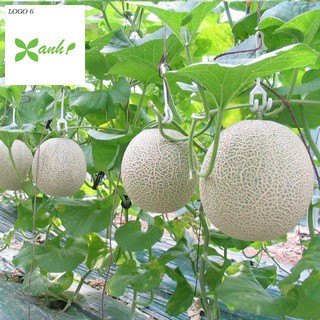 Hạt giống Dưa Lưới Tròn 10 Hạt