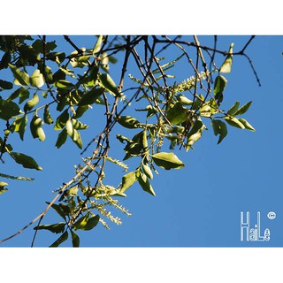 500 gam chùm gửi - tầm gửi phơi khô