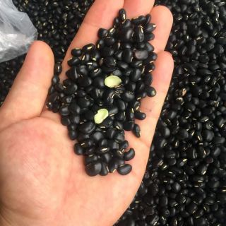 Đỗ đen xanh lòng (1kg) giá cực sốc chỉ 60k