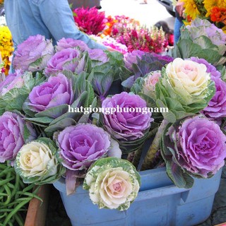 HẠT GIỐNG HỒNG SA MẠC