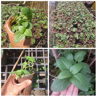 Rau Quế Vị (Rau xá xị)