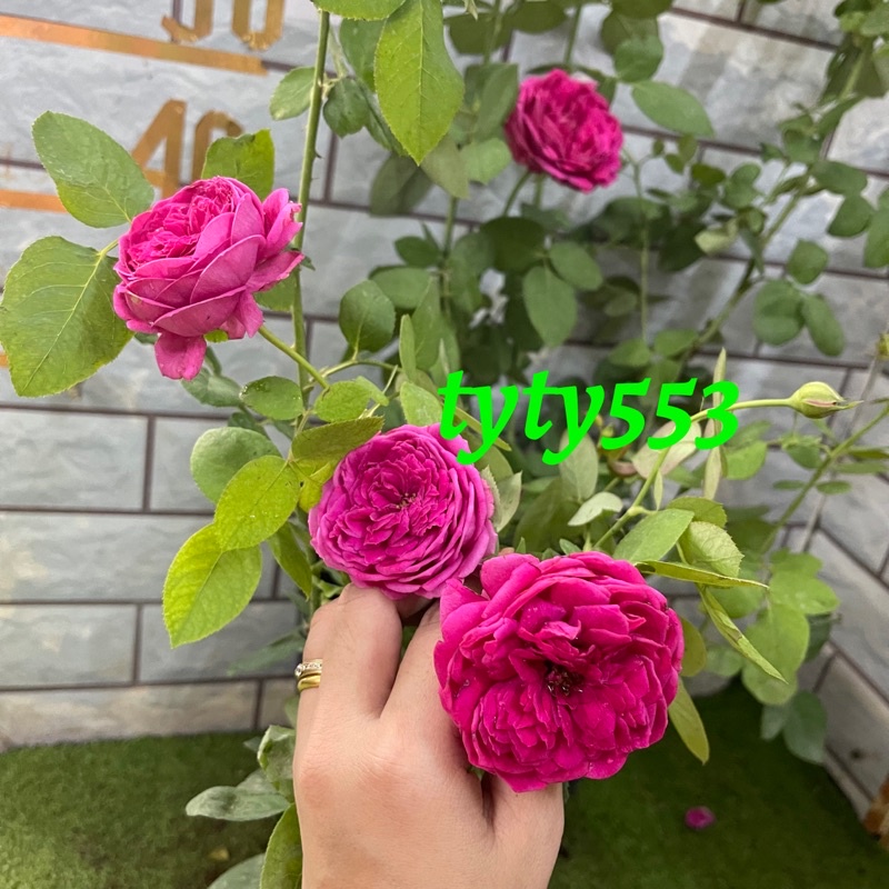 cây hoa hoa Hồng ngoại bụi Pas De Deux đỏ (đỏ Hồng mận)