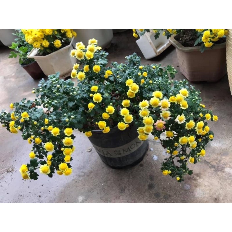 Combo cúc giống