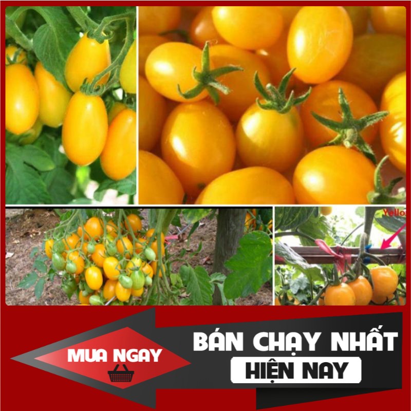 [ Big Sale ] Hạt Giống Cà Chua Bi Siêu Quả F1 (100 Hạt) - Dễ Trồng, Dinh Dưỡng Cao - MUA 3 TẶNG 1 CÙNG LOẠI