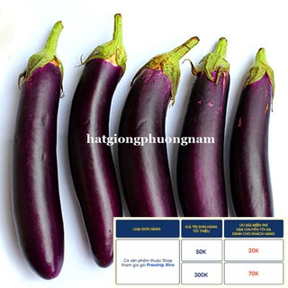 1GR - HẠT GIỐNG CÀ TÍM DÀI