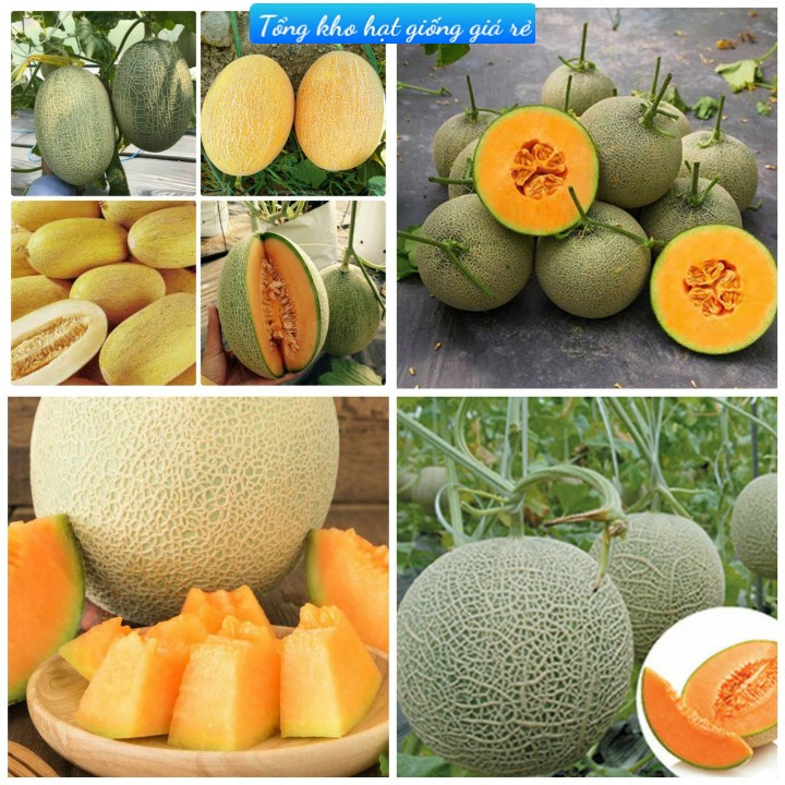#Hạt_Dưa_Lưới ( vỏ vàng + vỏ xanh ) ( tặng kích mầm )