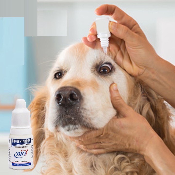 Nhỏ mắt chó mèo  Bio genta drop - chữa đau mắt đục giác mạc viêm đỏ ngứa vệ sinh mắt chó + mèo