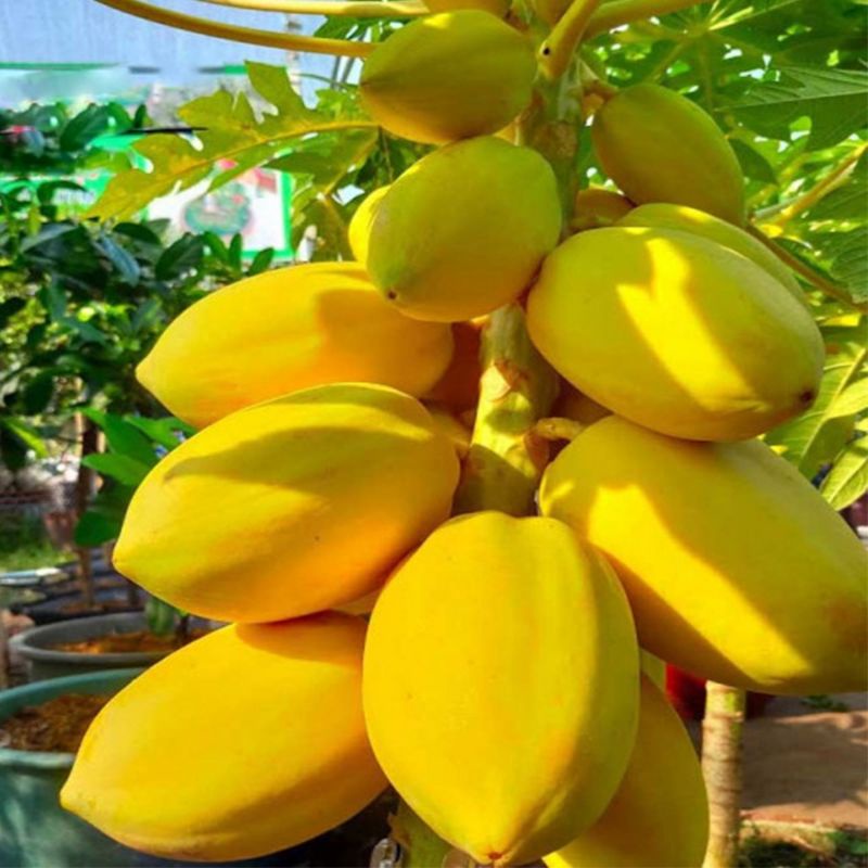 Hạt Giống Đu Đủ Vỏ Vàng, dễ trồng, sai trái