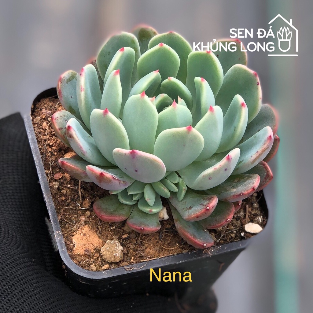 Sen đá NaNa - echeveria nana hook