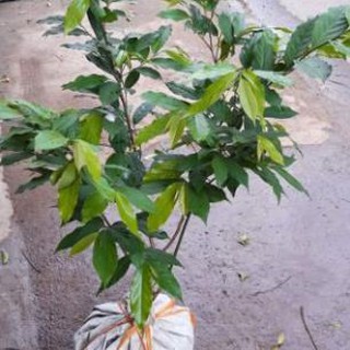 Cây Hoa Dẻ cây bầu lớn, đang hoa, như hình