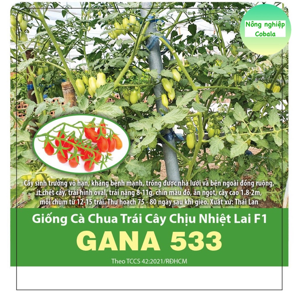 Hạt Giống Cà Chua Trái Cây (GANA533) Chịu Nhiệt Lai F1 3 Hạt