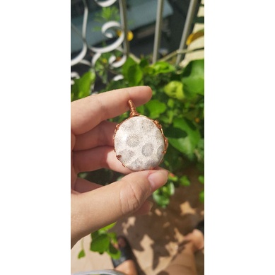 San hô hóa thạch