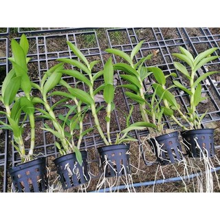 Hoa Lan_ Lan Denro lớn sắp hoa chỉ 300k/5 chậu