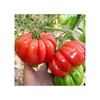 Hạt Giống Cà Chua Múi
