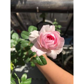 Hồng leo  Mon couer (tặng kèm phân bón)