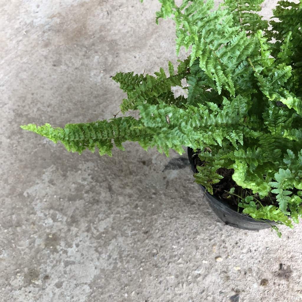 Cây dương xỉ lá xoắn, Cao 20cm lá xoăn ốc bắt mắt mang phong thủy tốt làm sạch không khí, thích hợp trang trí nội thất