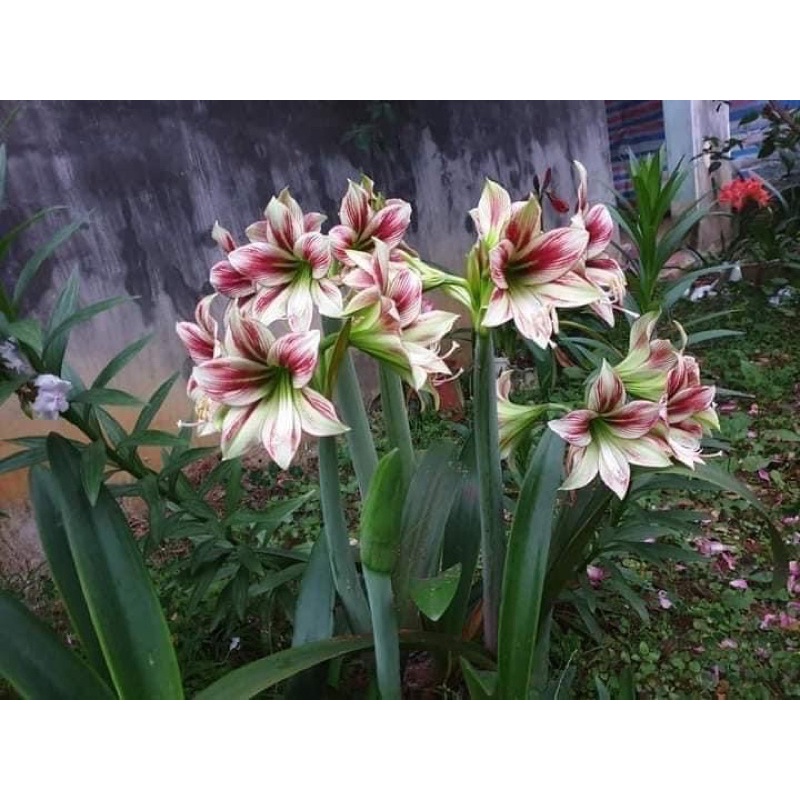 Củ lan huệ giống cc4