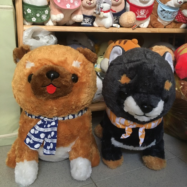 Chó shiba Amuse@🐶 🐶 size Big