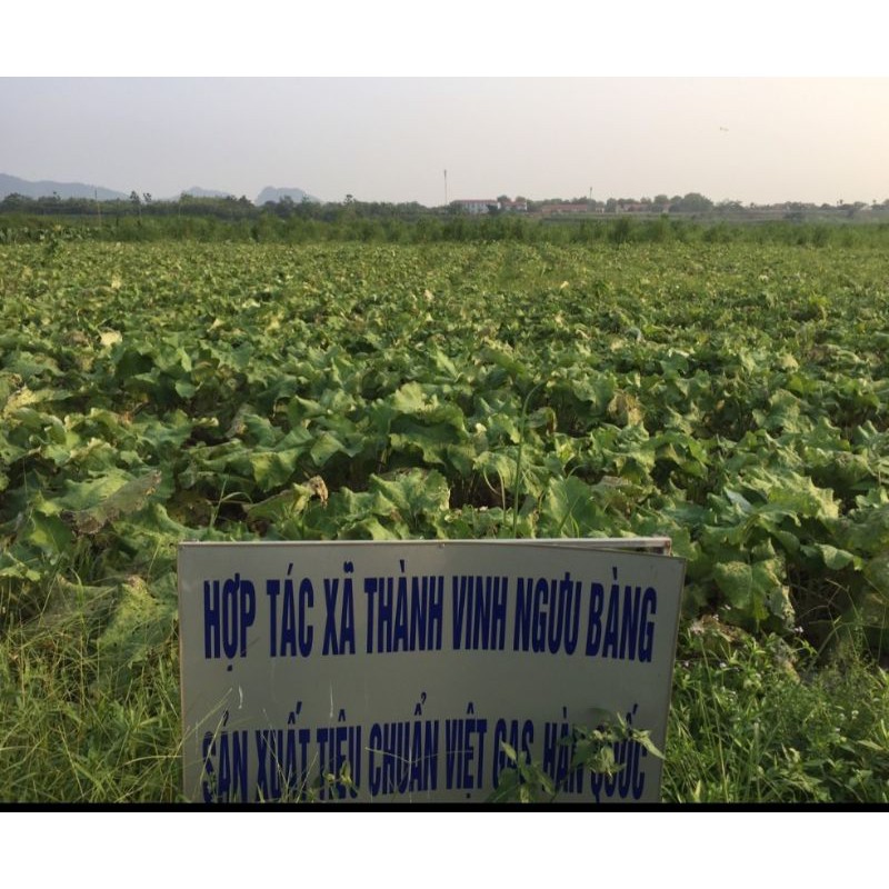 Ngưu bàng khô hữu cơ 500g củ ngưu bàng sấy khô chuẩn Vietgap