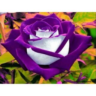 Hạt giống hoa hồng viền tím