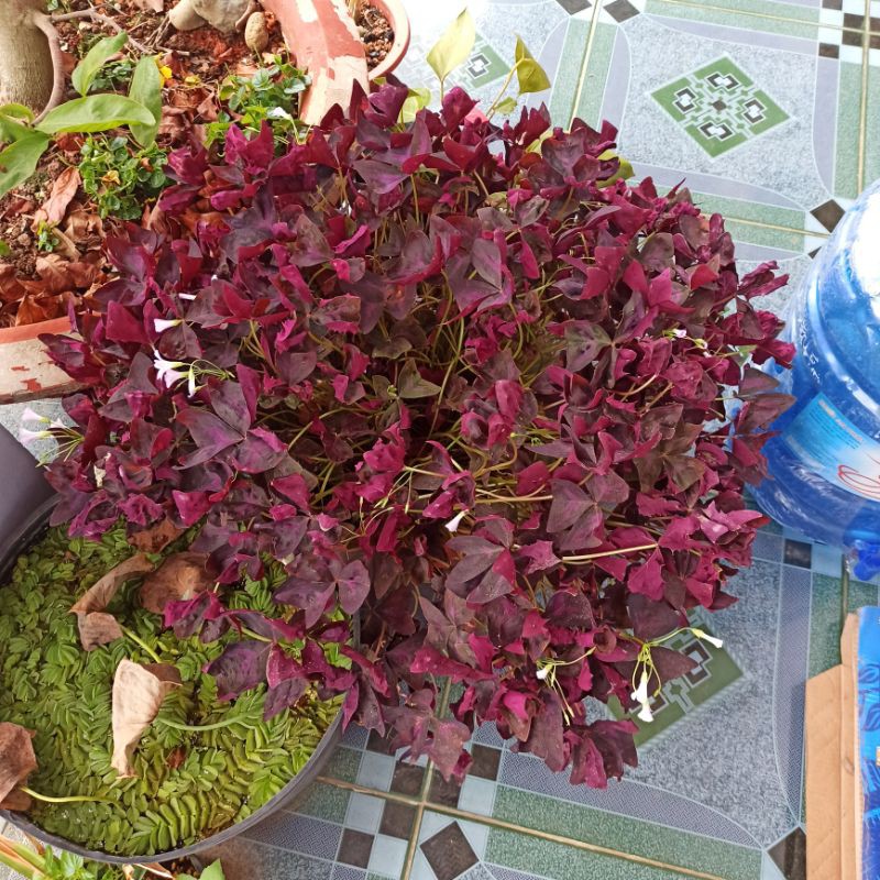 Combo 5 củ hoa bướm đêm loại như hình