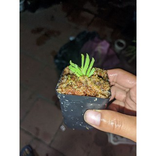 cây bắt mồi heliamphora minor