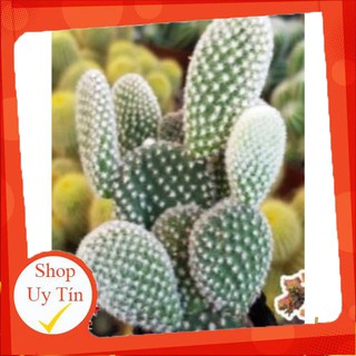 xương rồng Tai thỏ bụi trắng chậu nhựa trung🍏 |FREESHIP| 🔥 XỨ NÓNG, ĐÃ THUẦN KHÍ HẬU, KHOẺ ĐẸP 🍏 LỖI 1 ĐỔI 1