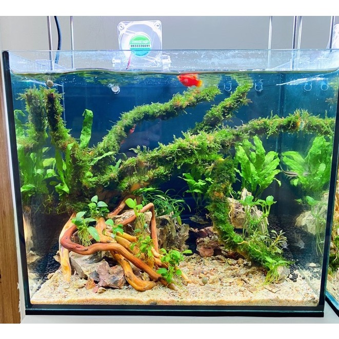 Hồ cá thuỷ sinh 30x30x25, lọc vách 10. Trọn bộ bao gồm: Hồ bố cục như hình, đèn, lọc vách, quạt mini trong suốt. 002