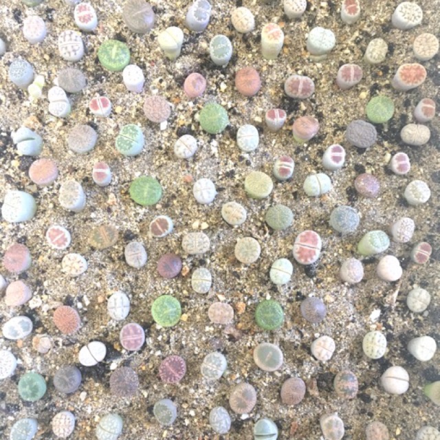 Combo 10/13 cây Thạch Lan/Lithops size 1.1-1.6cm