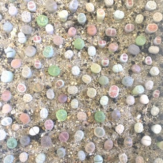 Combo 10/13 cây Thạch Lan/Lithops size 1.1-1.6cm