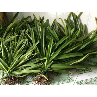 combo 5 cây LAN đuôi chồn