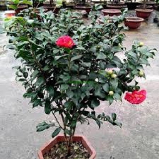 COMBO 5 cây giống hoa trà THÂM HỒNG BÁT DIỆN cổ, hàng cực hiếm, cây giống rễ trần