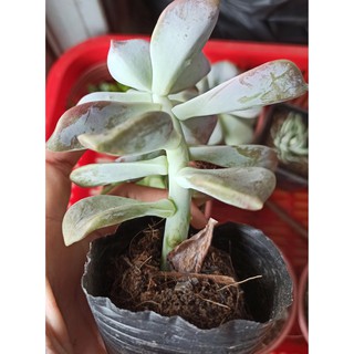 Sen đá dĩa hồng (Graptopetalum ‘Superbum’) và hồng mập (Đọc mô tả)