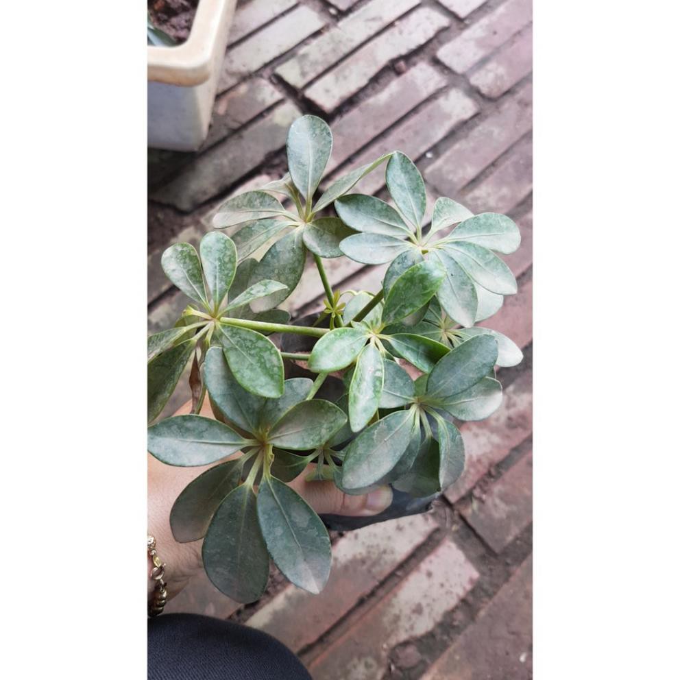 [ Xả - Cắt Lỗ ] Ngũ gia bì cảnh