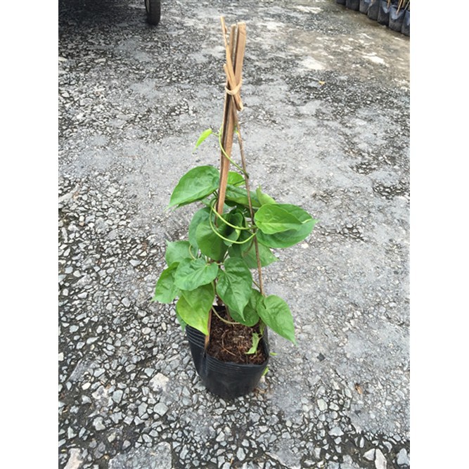 Sản phẩm cây HOA THIÊN LÝ cây giống gửi đi nguyên bầu + Tặng  phân hữu cơ cao cấp